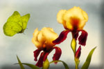Spring flowers differences